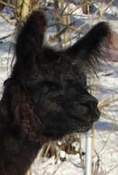 Alpaca-female-25-black